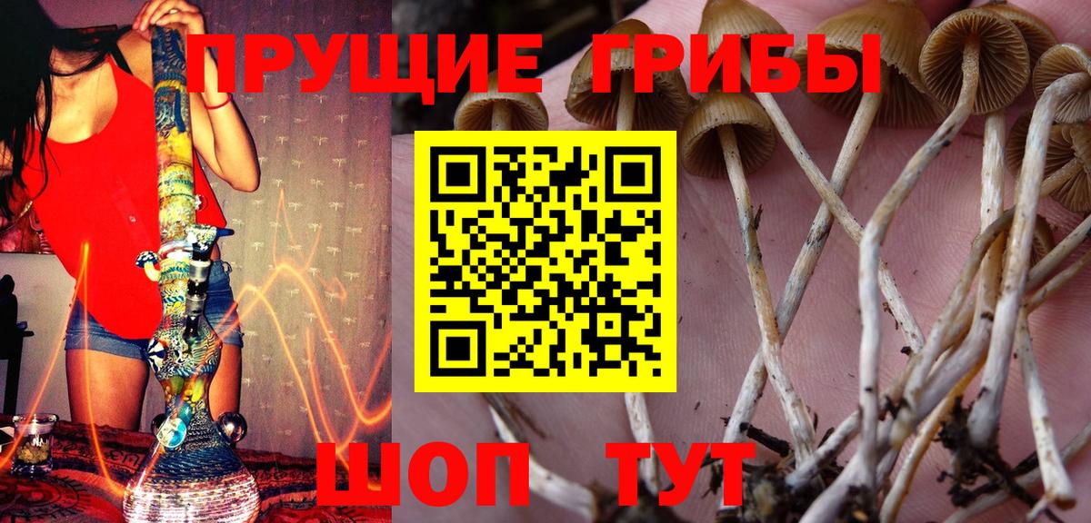 Псилоцибиновые грибы GOLDEN TEACHER  Вход с VPN  Россошь 